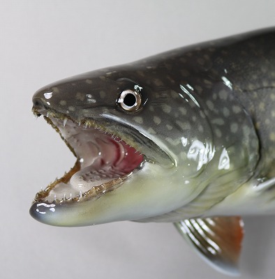 レイクトラウト剝製3 顔