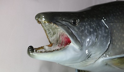 レイクトラウト剝製 口の中が見える顔