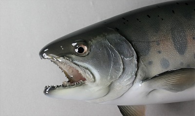 ヤマメ剥製　銀鱗の顔