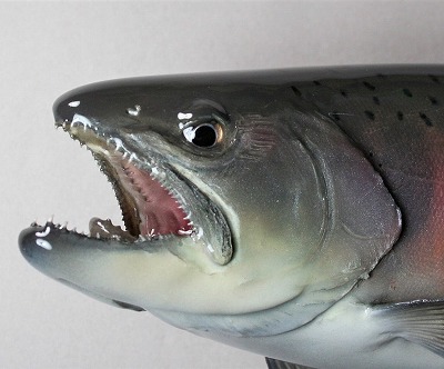 ヤマメ剥製1　婚姻色の美しい顔