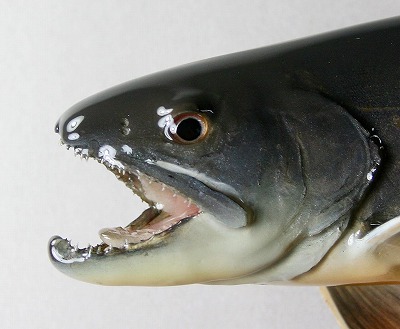 ヤマトイワナ剝製2　顔