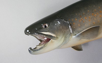 ヤマトイワナ剝製3　顔