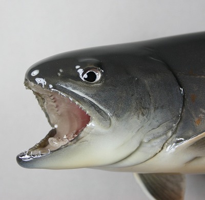 ヤマトイワナ剝製　顔