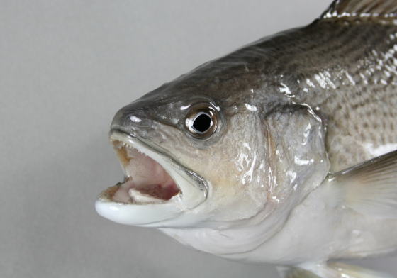 イシモチ剝製　顔