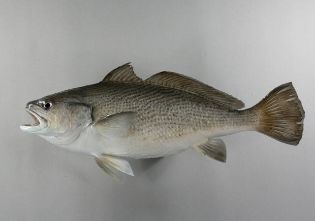 イシモチ剝製　魚体