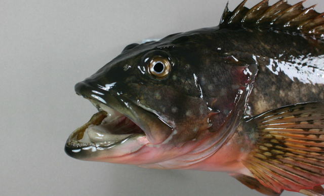 カサゴ剝製2　顔