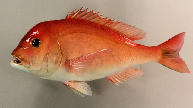 キダイ剝製　魚体