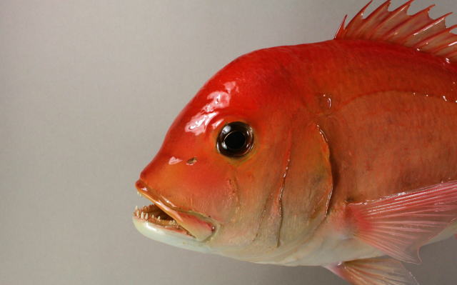 キダイ剝製　顔