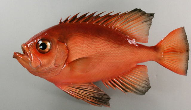 キントキダイ剝製　魚体