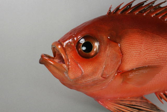 キントキダイ剝製　顔