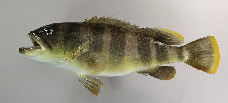 アオハタ剝製　魚体