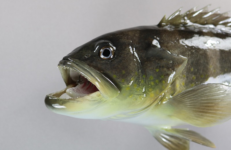 アオハタ剝製　斜め前からの顔