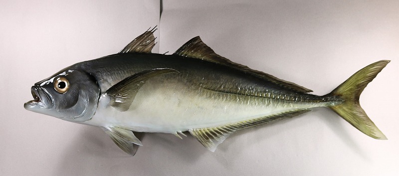 アジ剝製　魚体