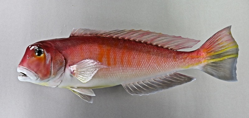 アマダイ剝製　魚体