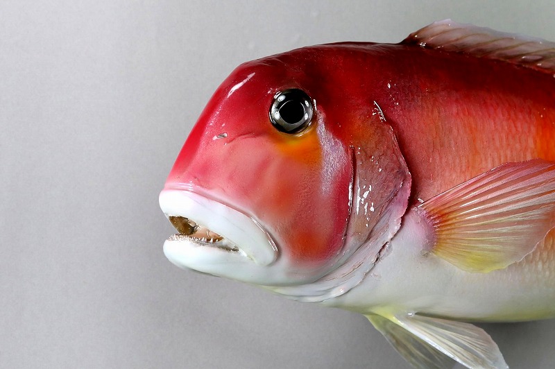 アマダイ剝製2　顔