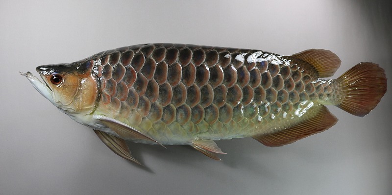 アロワナ剥製2　ブルータイプ魚体