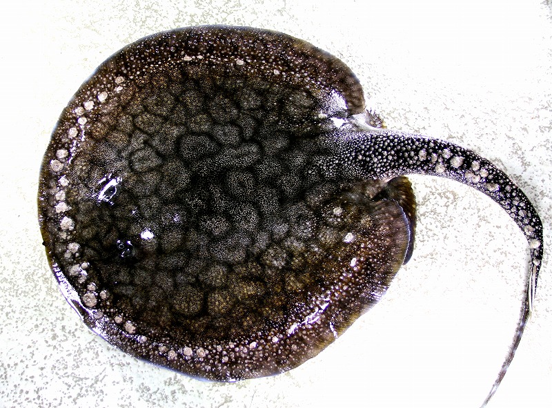 ブラックテール剝製