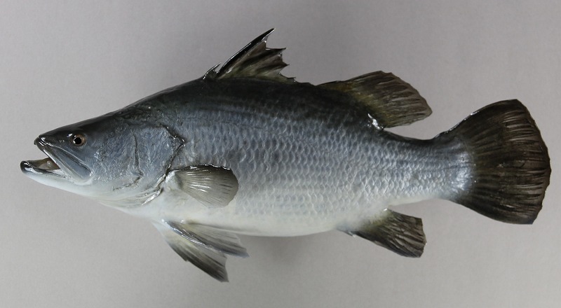 バラマンディ剝製　魚体