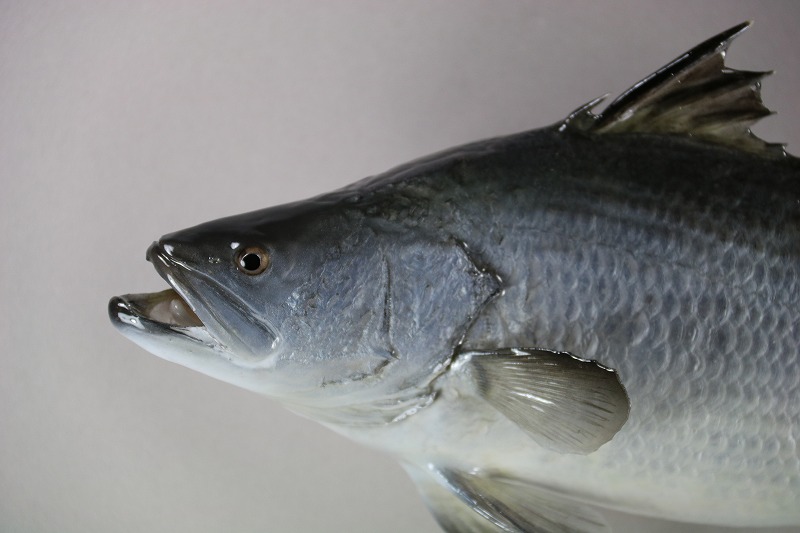 バラマンディ剝製　顔