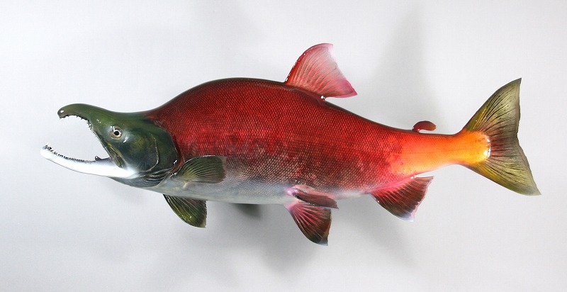 ベニザケ剝製　オスの魚体