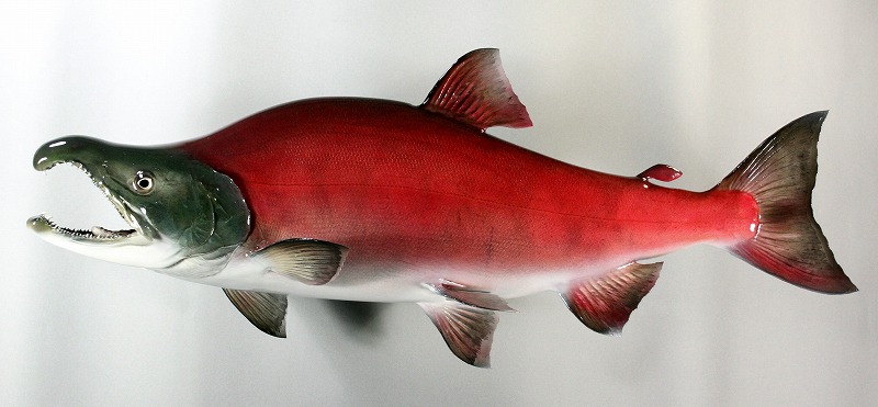 ベニザケ剝製2　オスの魚体