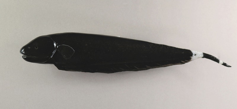 ブラックゴースト剝製　魚体