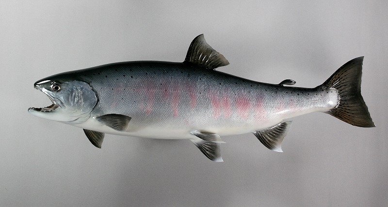 ビワマス剝製　魚体