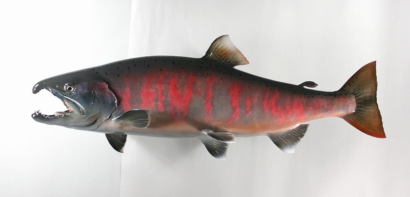 ビワマス剝製　婚姻色魚体