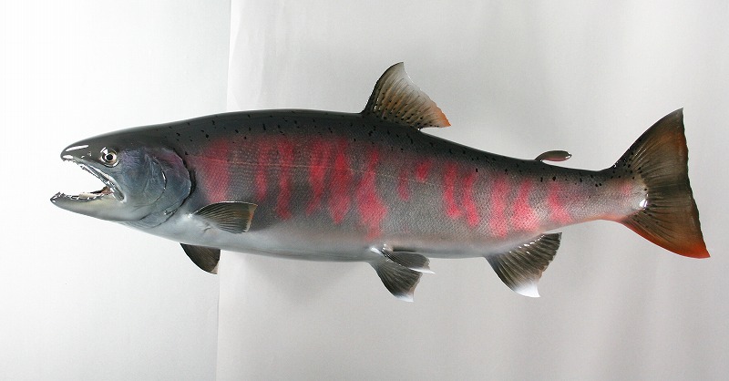 ビワマス剝製　婚姻色メス魚体