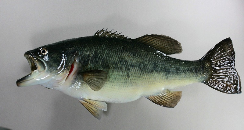 ブラックバス剝製2　魚体