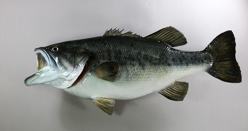 ブラックバス剝製1　太った魚体