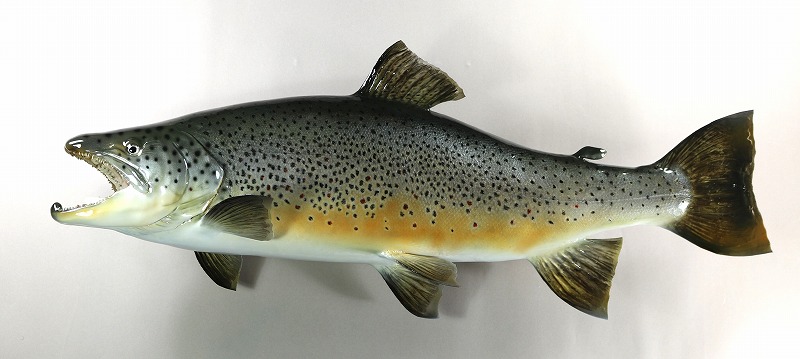ブラウントラウト剝製　魚体
