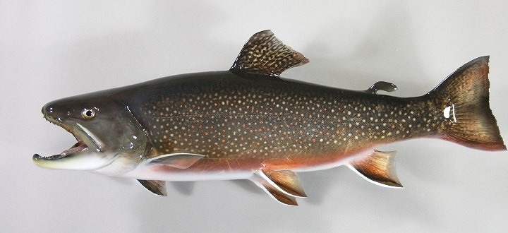 ブルックトラウト剝製2　魚体