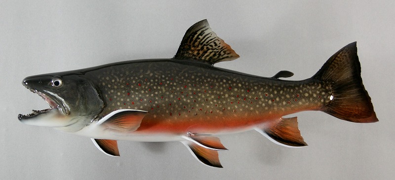 ブルックトラウト剝製　魚体