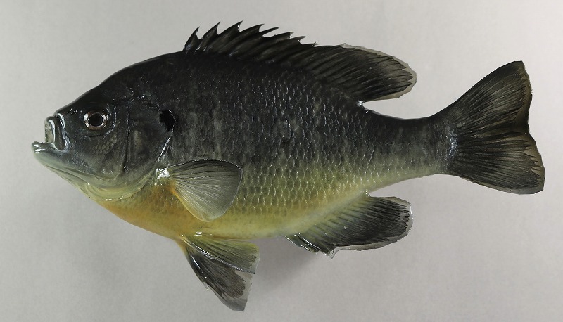 ブルーギル剝製　魚体