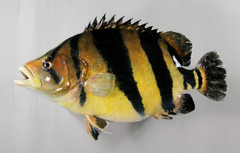 ダトニオ剝製　魚体