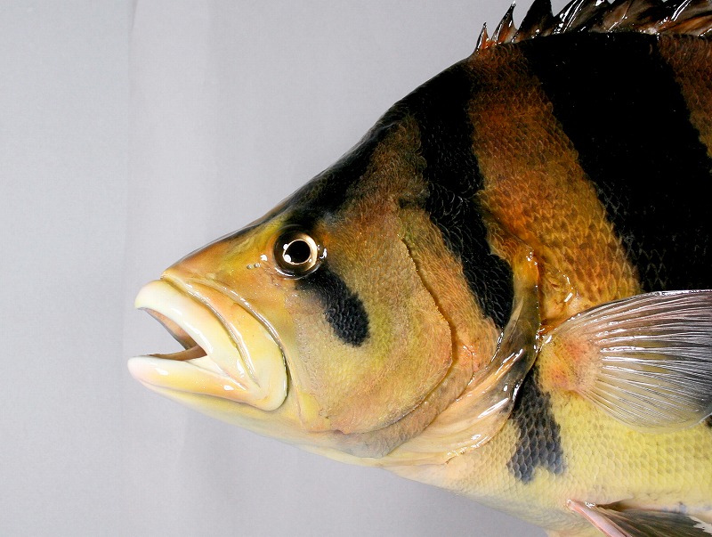 ダトニオ剝製4　顔