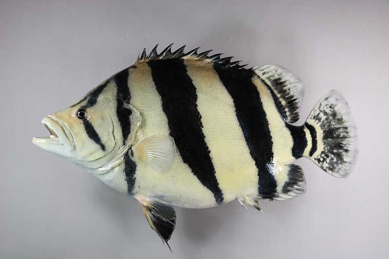 ダトニオ剝製2　アルビノ魚体