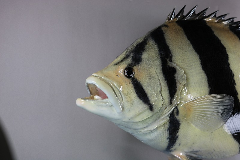 ダトニオ剝製2　アルビノ顔