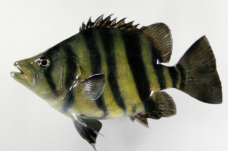 ダトニオ剝製3　魚体