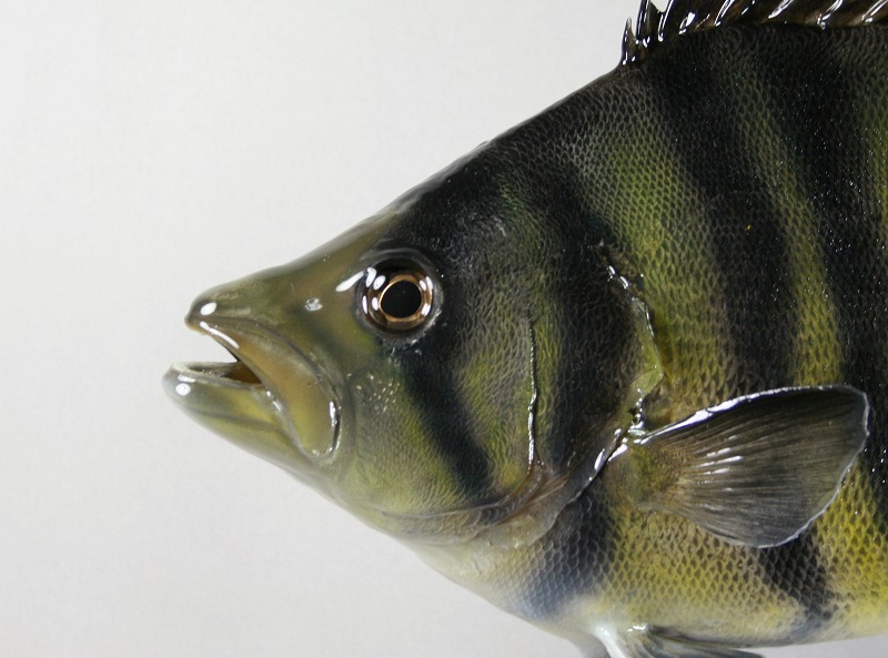 ダトニオ剝製3　顔