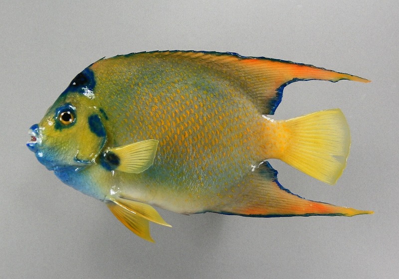 エンジェルフィッシュ剝製　魚体