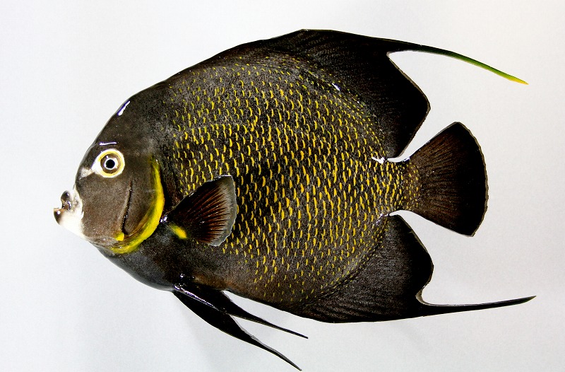 エンジェルフィッシュ剝製2　魚体