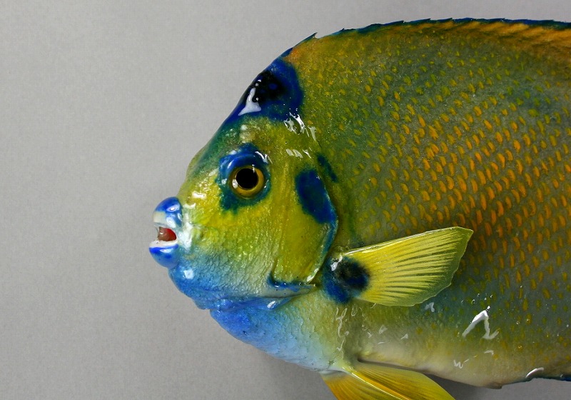 エンジェルフィッシュ剝製　顔