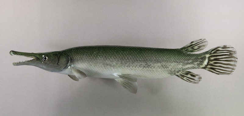 ガー剝製2　魚体