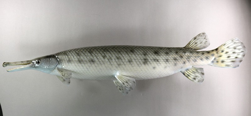 ガー剝製　魚体