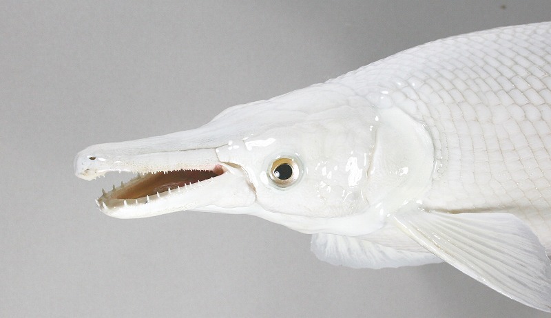 ガー剝製　アルビノ顔