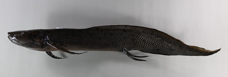 ハイギョ剝製2　魚体