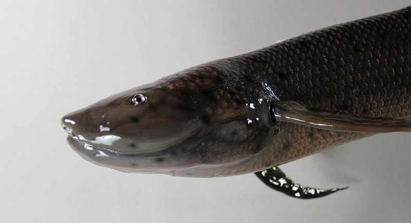 ハイギョ剝製2　顔