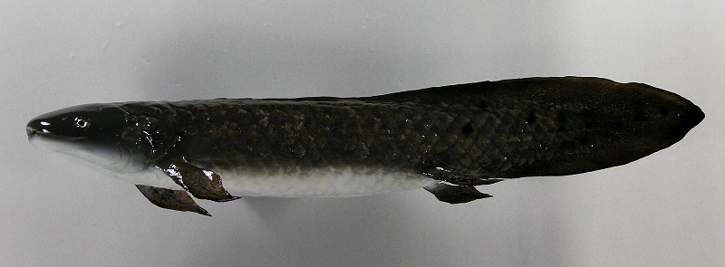 ハイギョ剝製　魚体